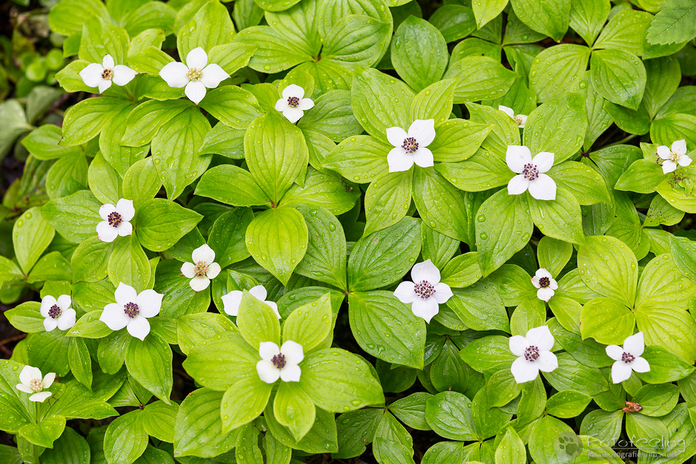 Kanadischer Hartriegel (Cornus canadensis)