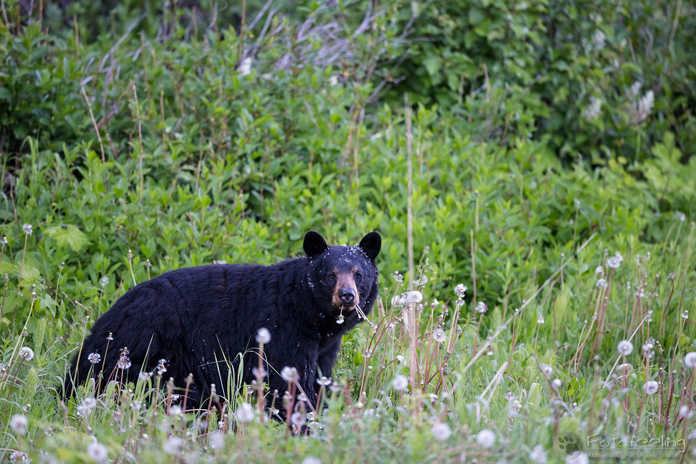 Amerikanischer Schwarzbär (Ursus americanus)