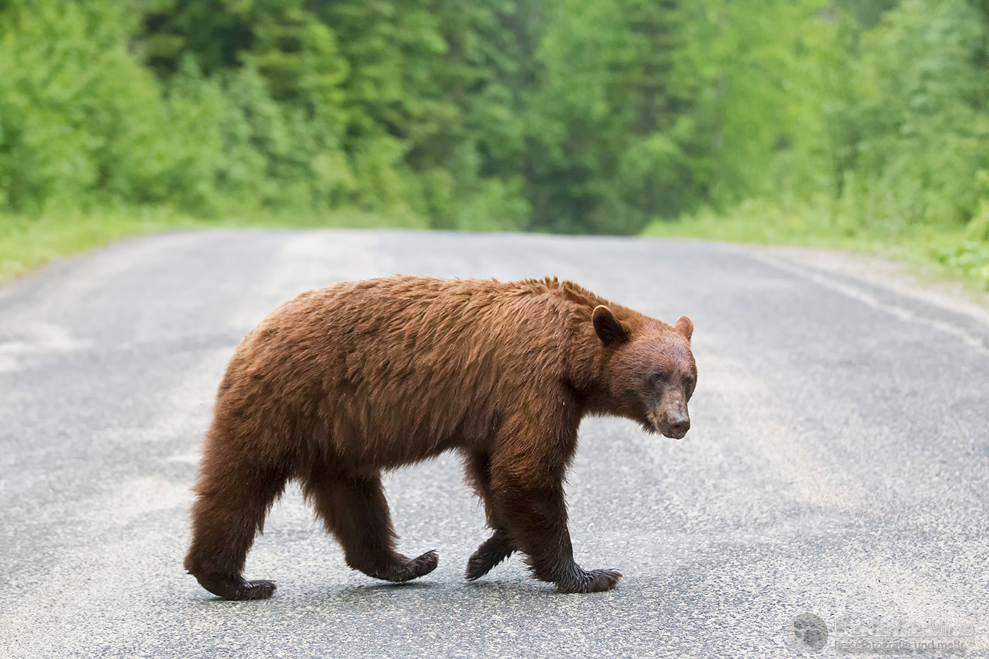 Amerikanischer Schwarzbär (Ursus americanus) - Cinnamon bear (Ursus americanus cinnamomum)