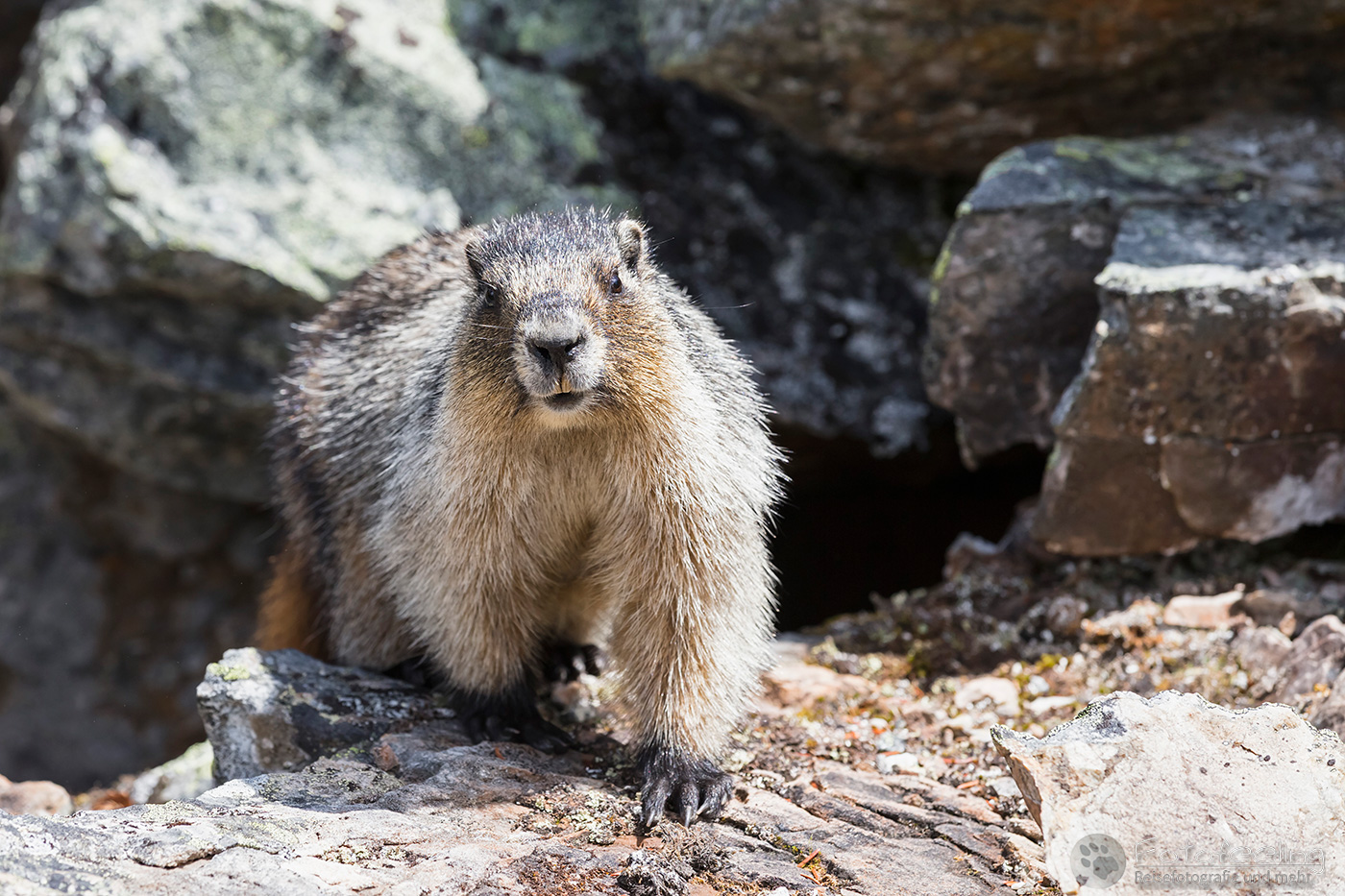 Eisgraues Murmeltier (Marmota caligata), Hoary marmot