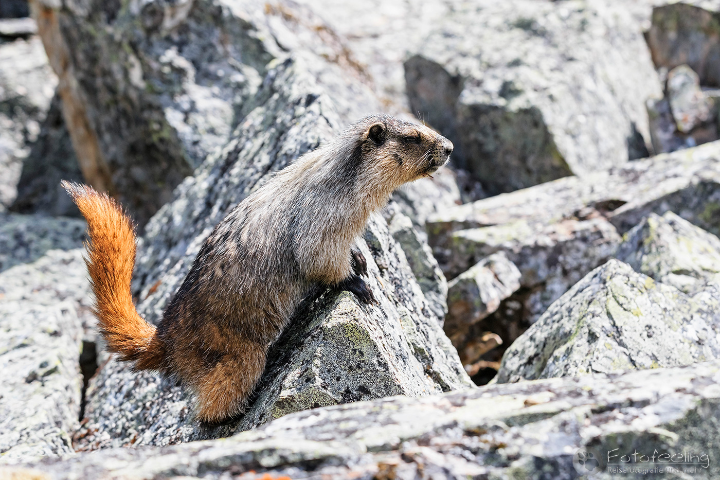 Eisgraues Murmeltier (Marmota caligata), Hoary marmot