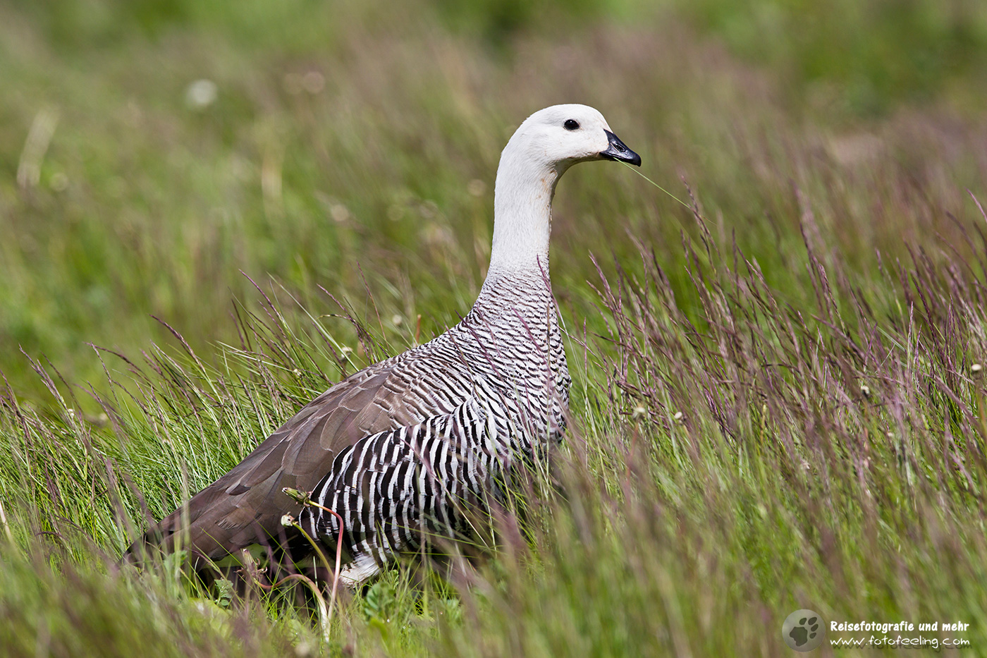 Kelpgans, Kelp Goose (Chloephaga hybrida)