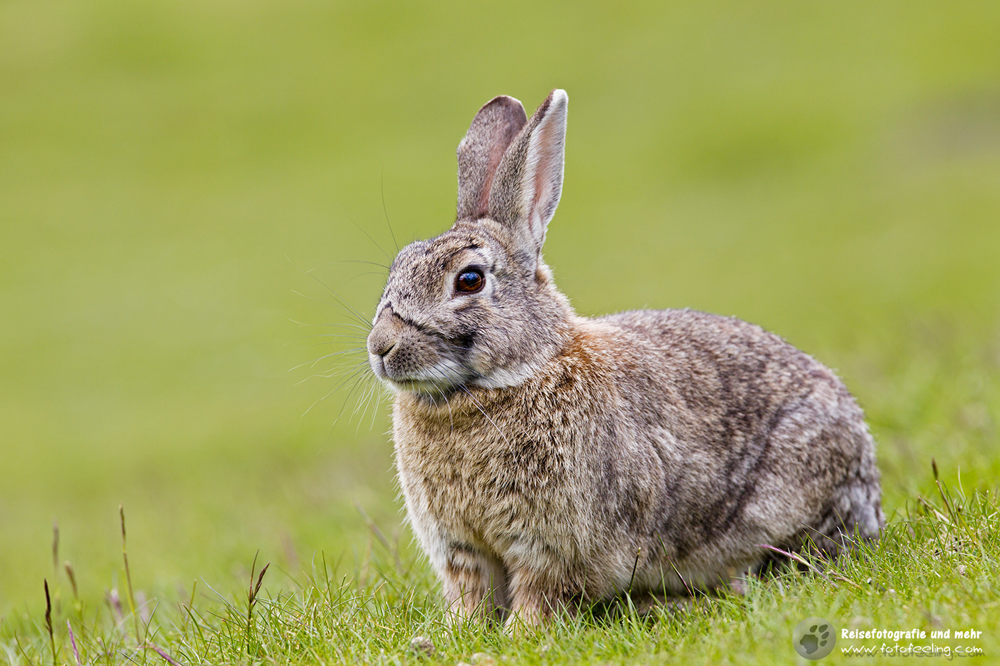 Wildkaninchen, Rabbit (Oryctolagus cuniculus)