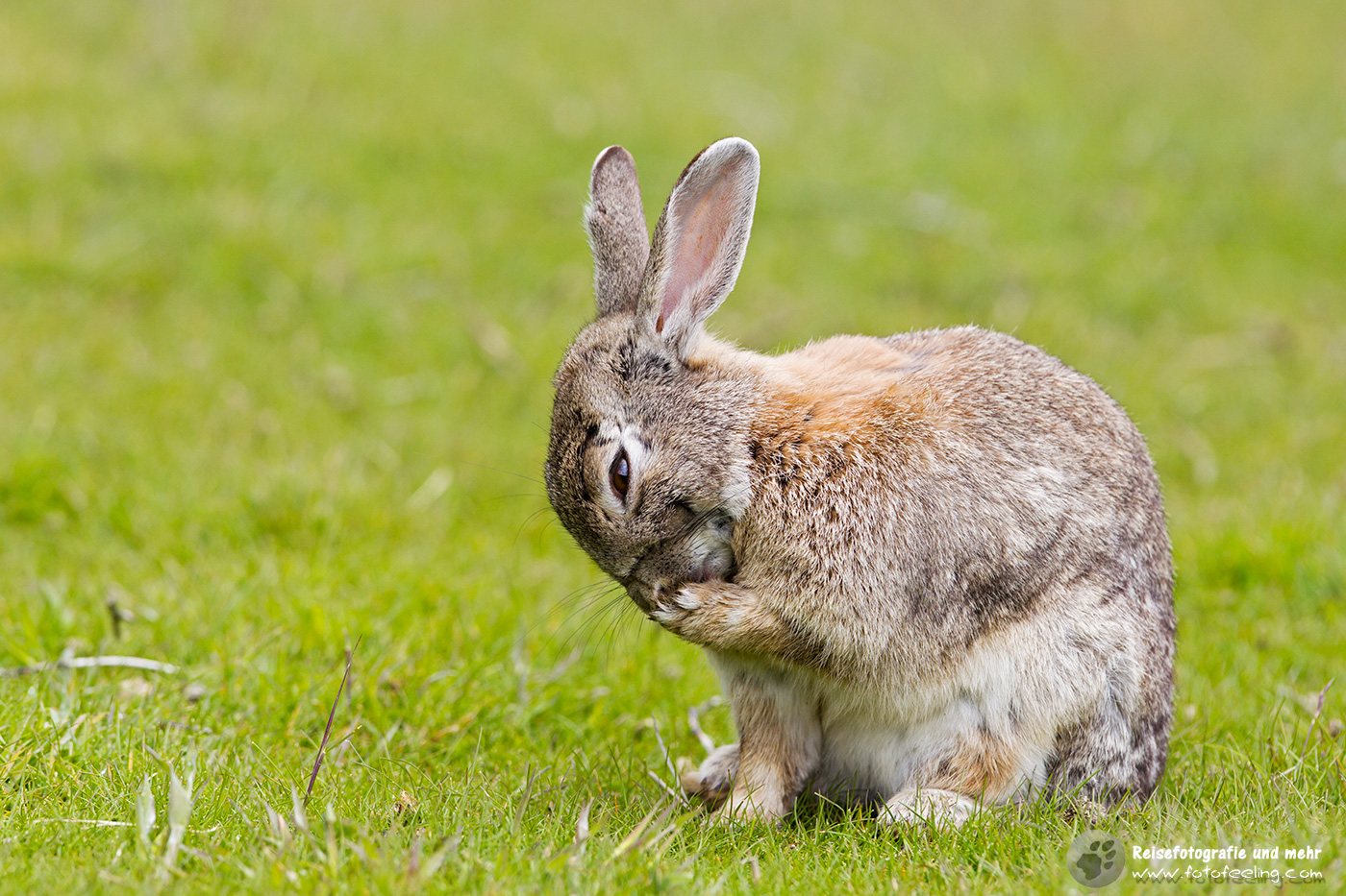 Wildkaninchen, Rabbit (Oryctolagus cuniculus)