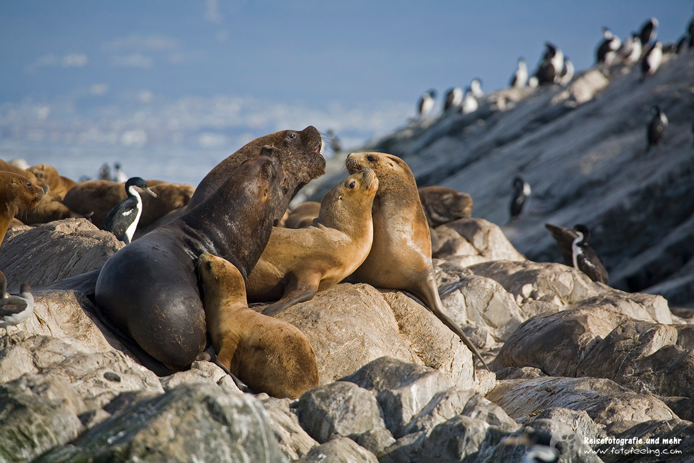 Seelöwenkolonie (Otaria flavescens) im Beagle Kanal