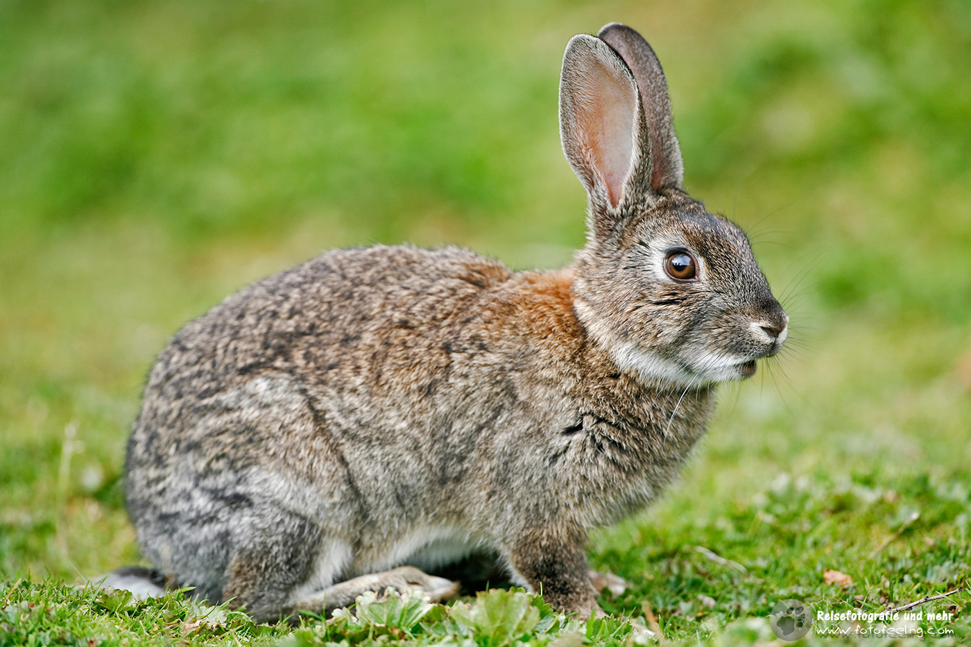 Wildkaninchen (Oryctolagus cuniculus) im Nationalpark Tierra del Fuego