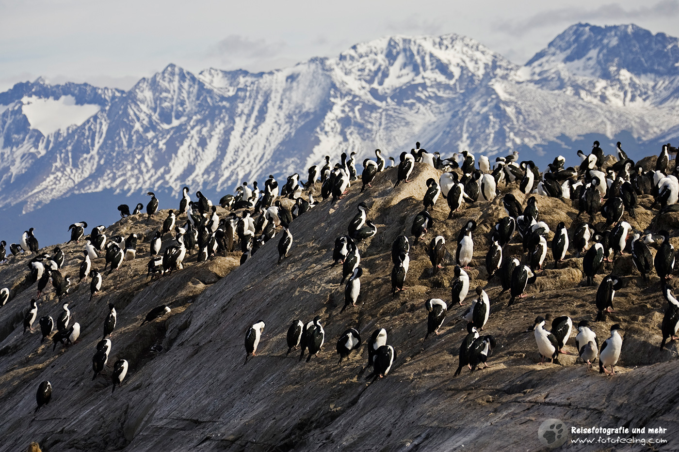 Kormorankolonie (Phalacrocorax) im Beagle Kanal