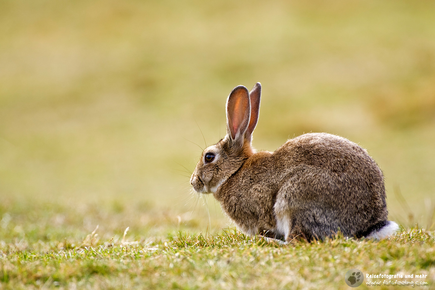 Wildkaninchen (Oryctolagus cuniculus) im Nationalpark Tierra del Fuego