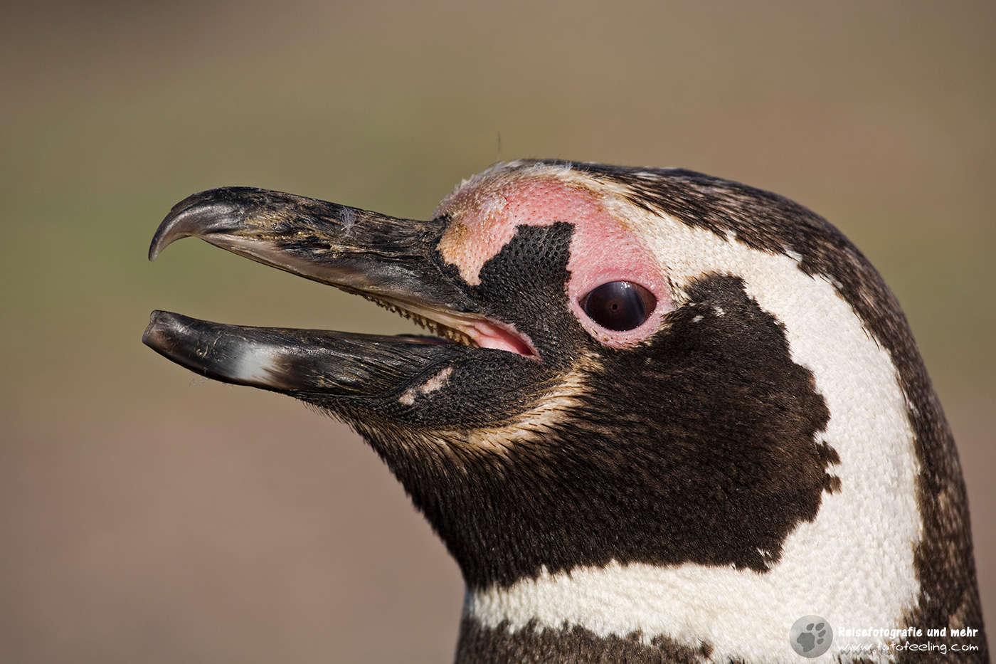 Magellan-Pinguin(Spheniscus magellanicus)