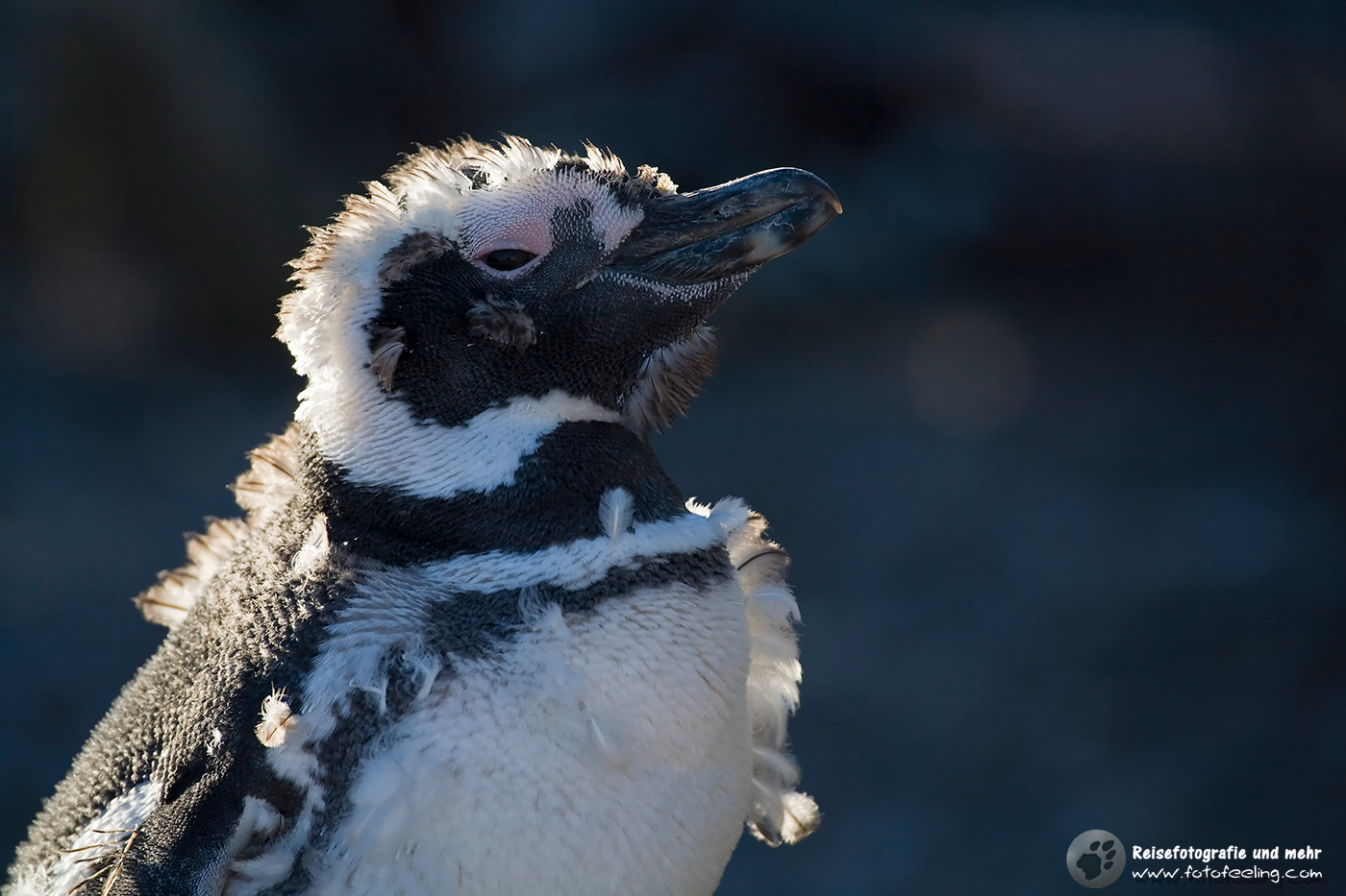 Magellan-Pinguin(Spheniscus magellanicus)