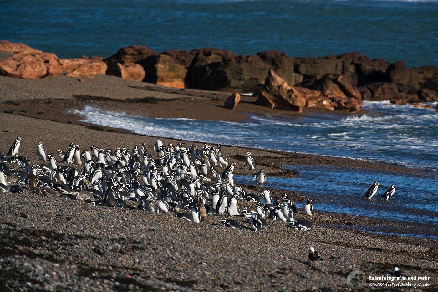 Magellan-Pinguine(Spheniscus magellanicus) am Strand