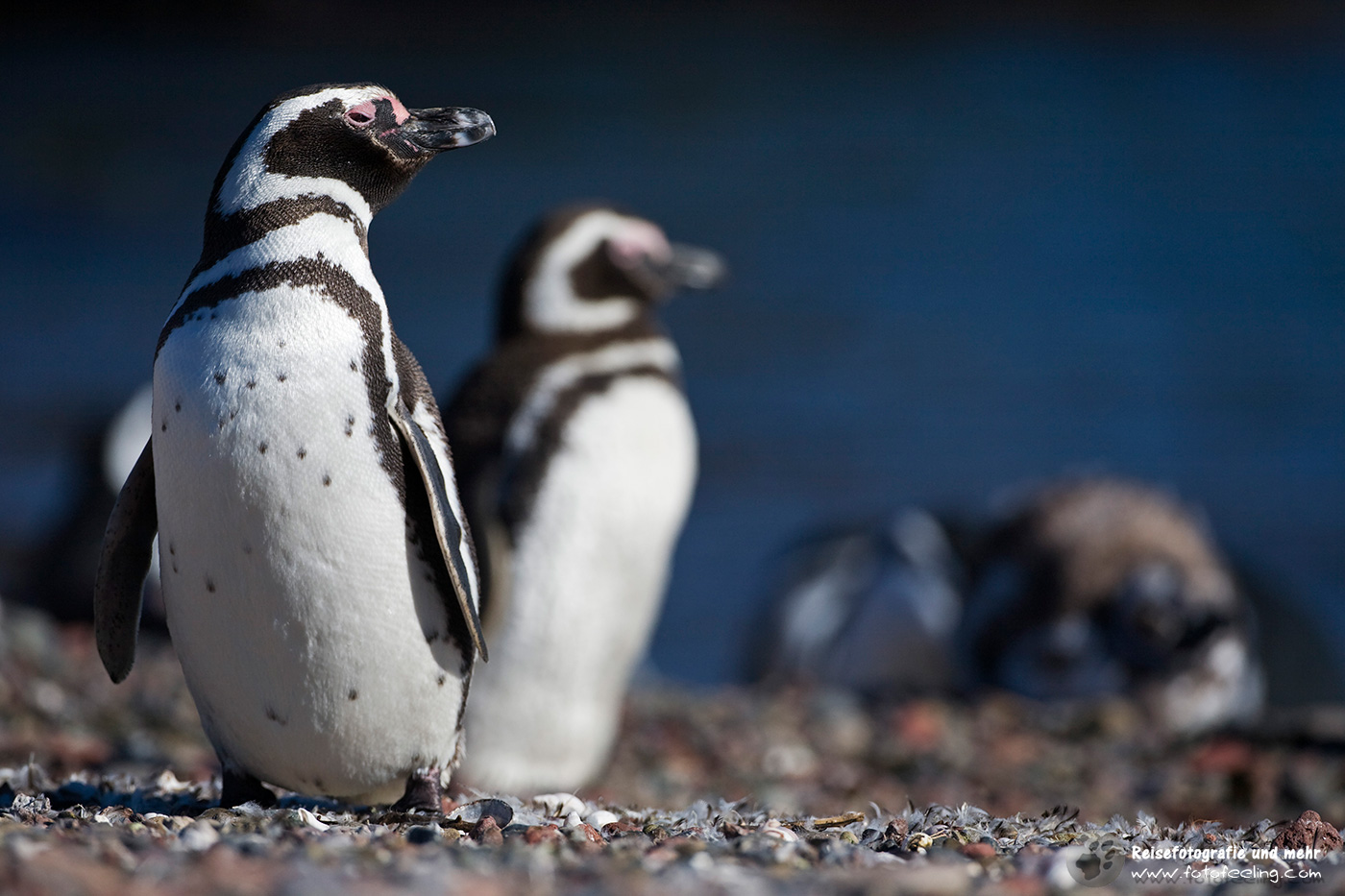 Magellan-Pinguine (Spheniscus magellanicus)