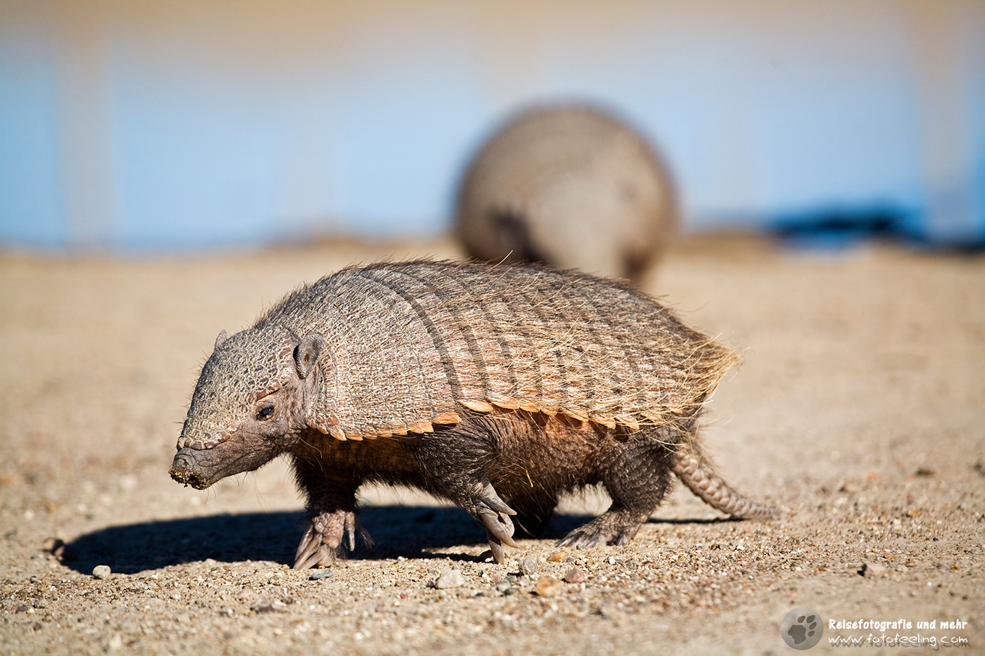 Gürteltier (Dasypodidae)