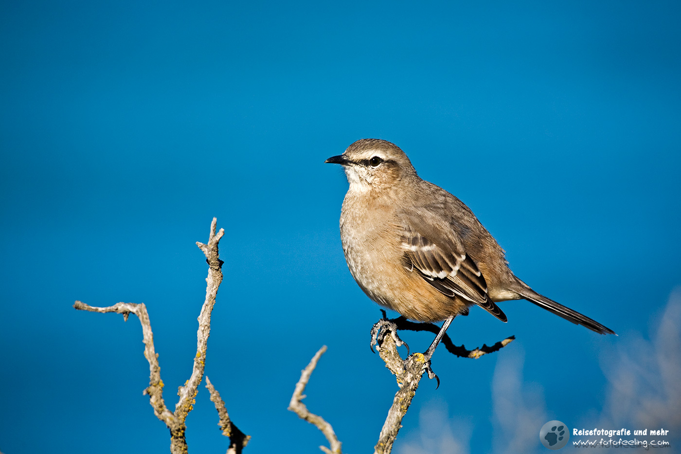 Camposspottdrossel (Mimus saturninus)