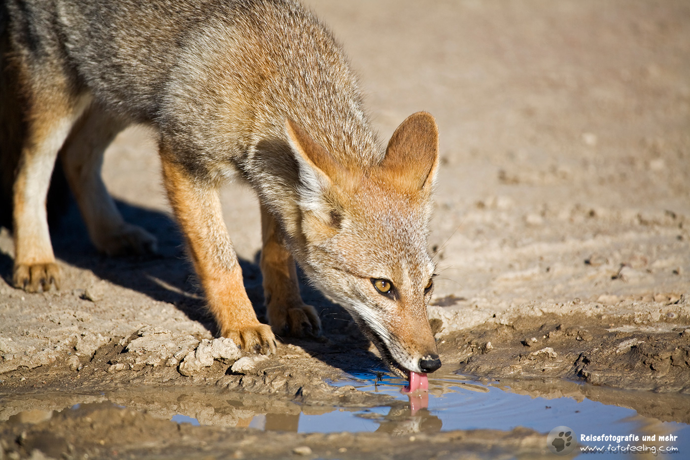 Argentinischer Kampfuchs (Pseudalopex griseus)