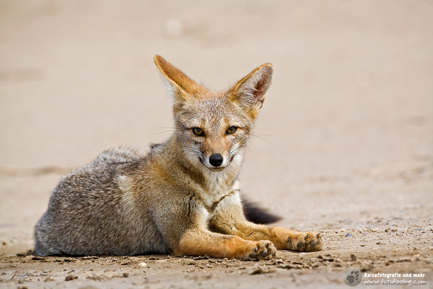 Argentinischer Kampfuchs (Pseudalopex griseus)