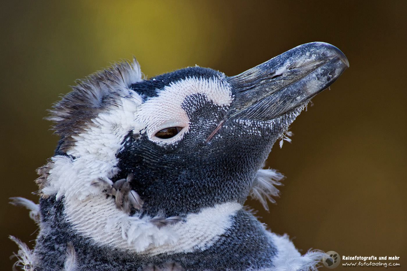 Magellan-Pinguin(Spheniscus magellanicus)