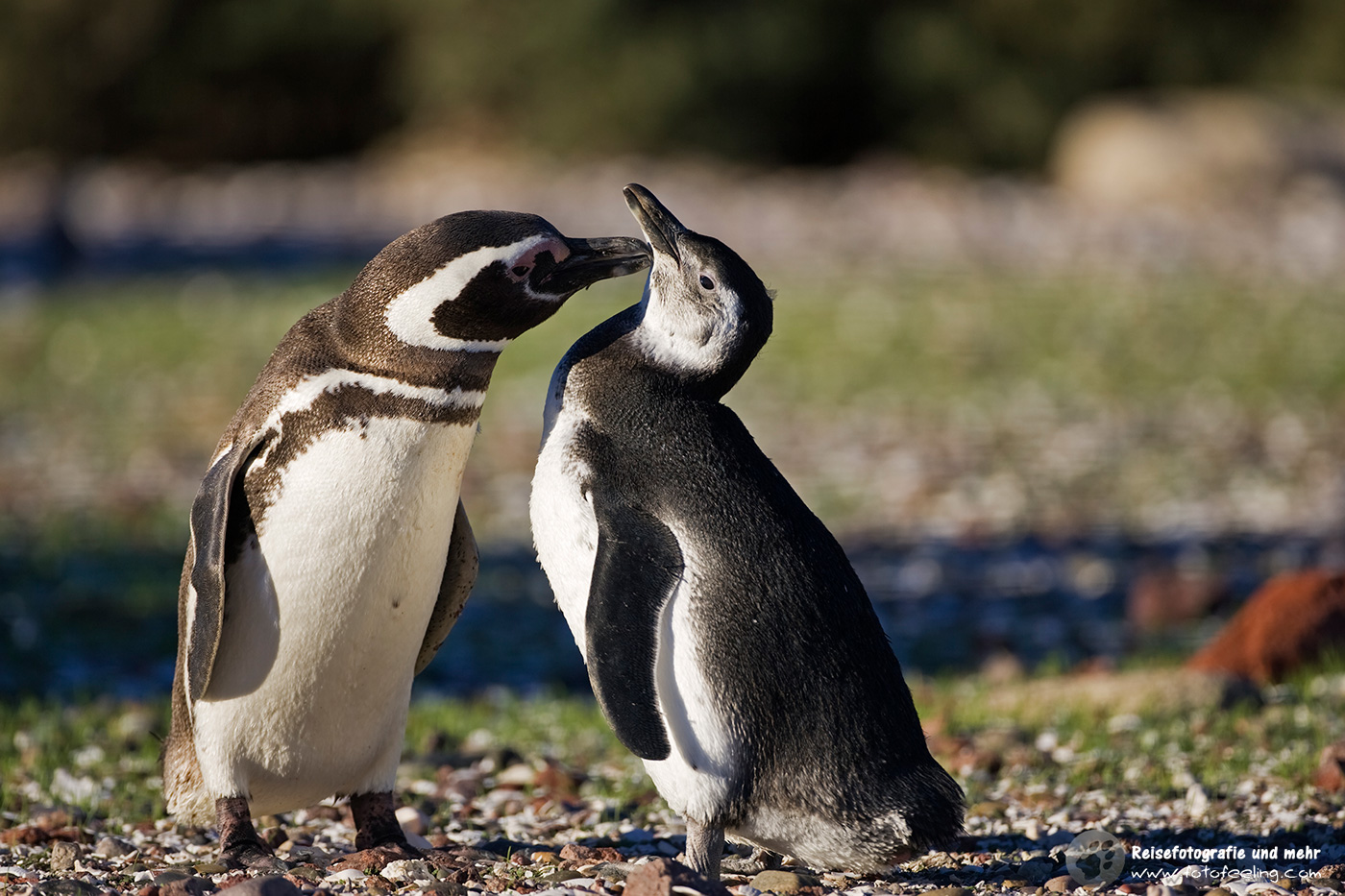 Magellan-Pinguin(Spheniscus magellanicus)