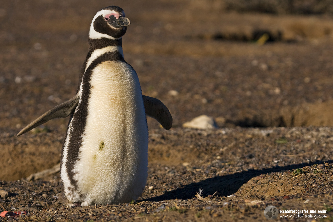 Magellan-Pinguin(Spheniscus magellanicus)