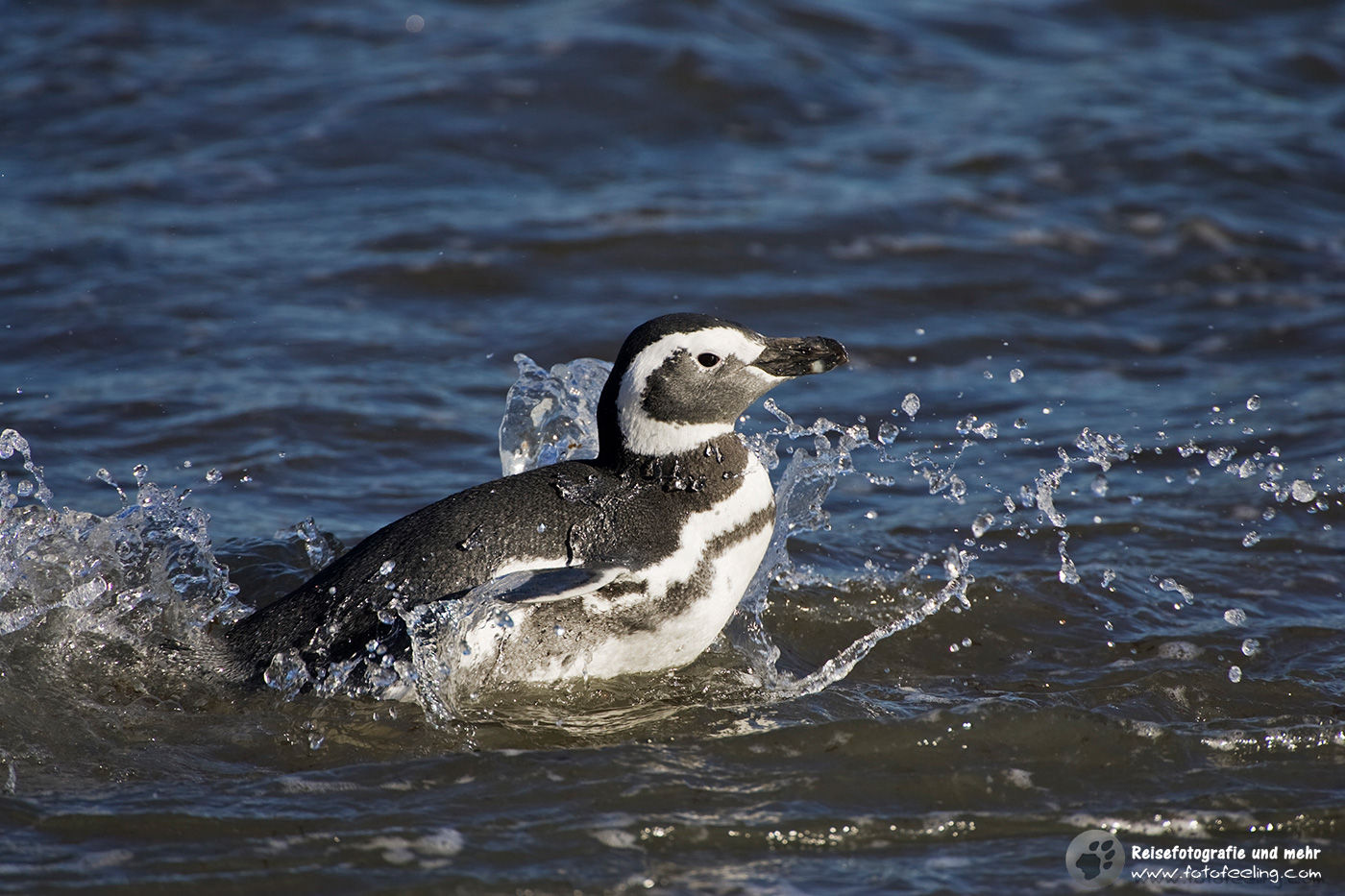 Magellan-Pinguin(Spheniscus magellanicus) im Wasser