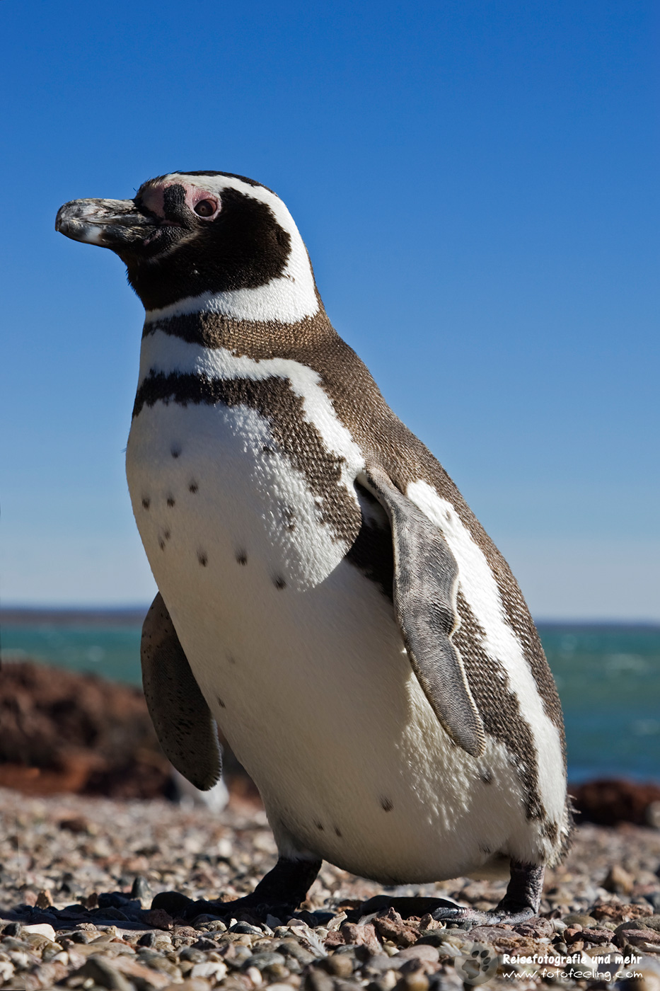 Magellan-Pinguin(Spheniscus magellanicus)