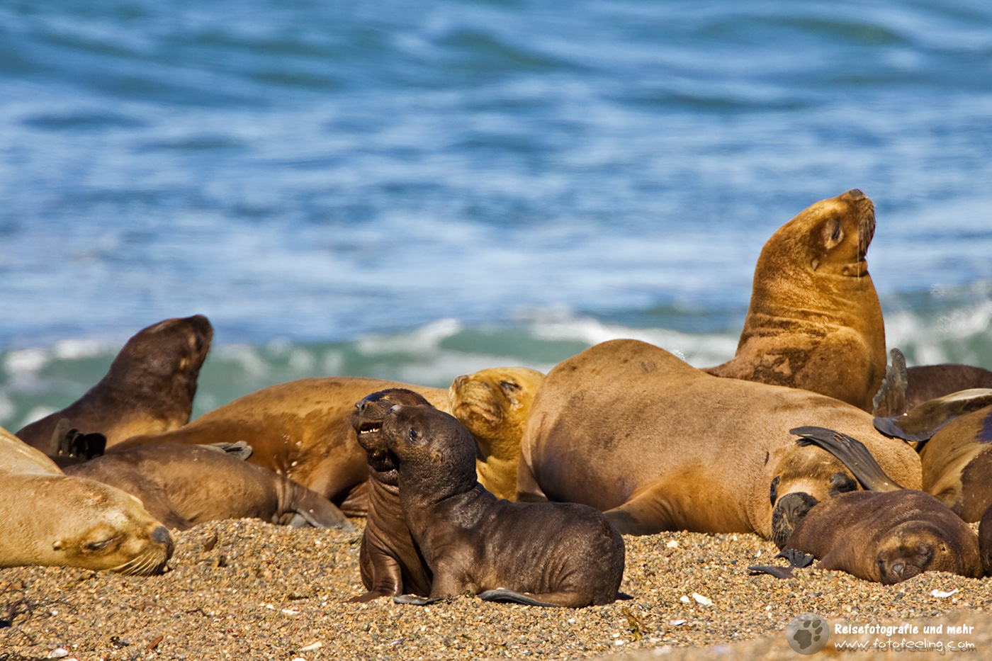 Seelöwenkolonie (Otaria flavescens)