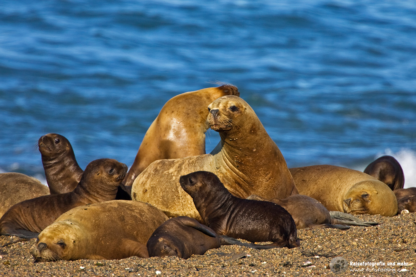 Seelöwenkolonie (Otaria flavescens)