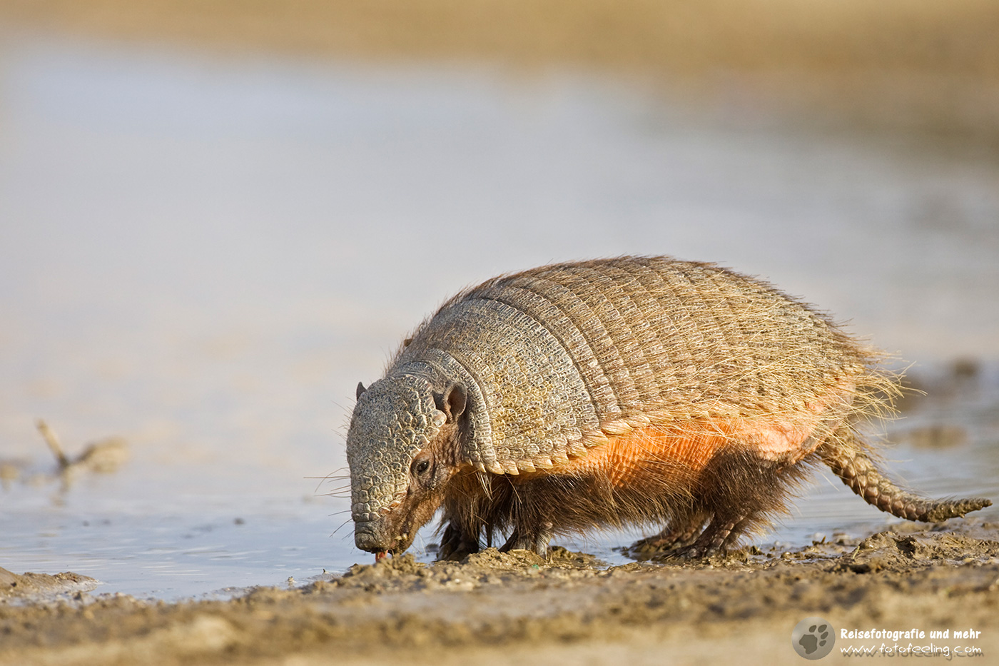 Gürteltier (Dasypodidae)