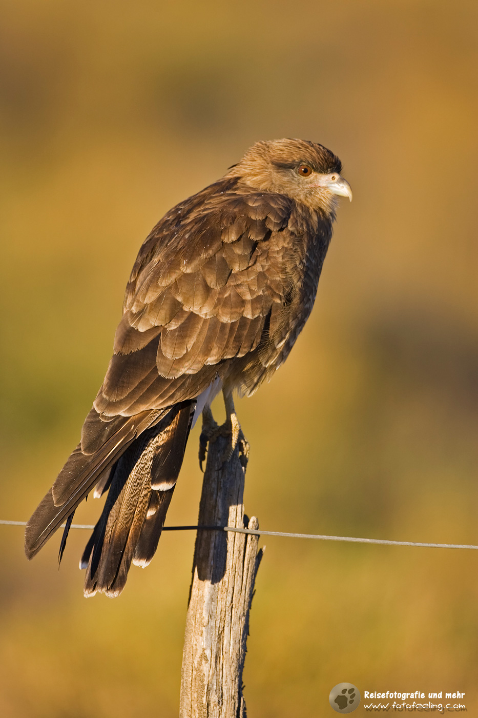 Chimangokaracara (Milvago chimango)