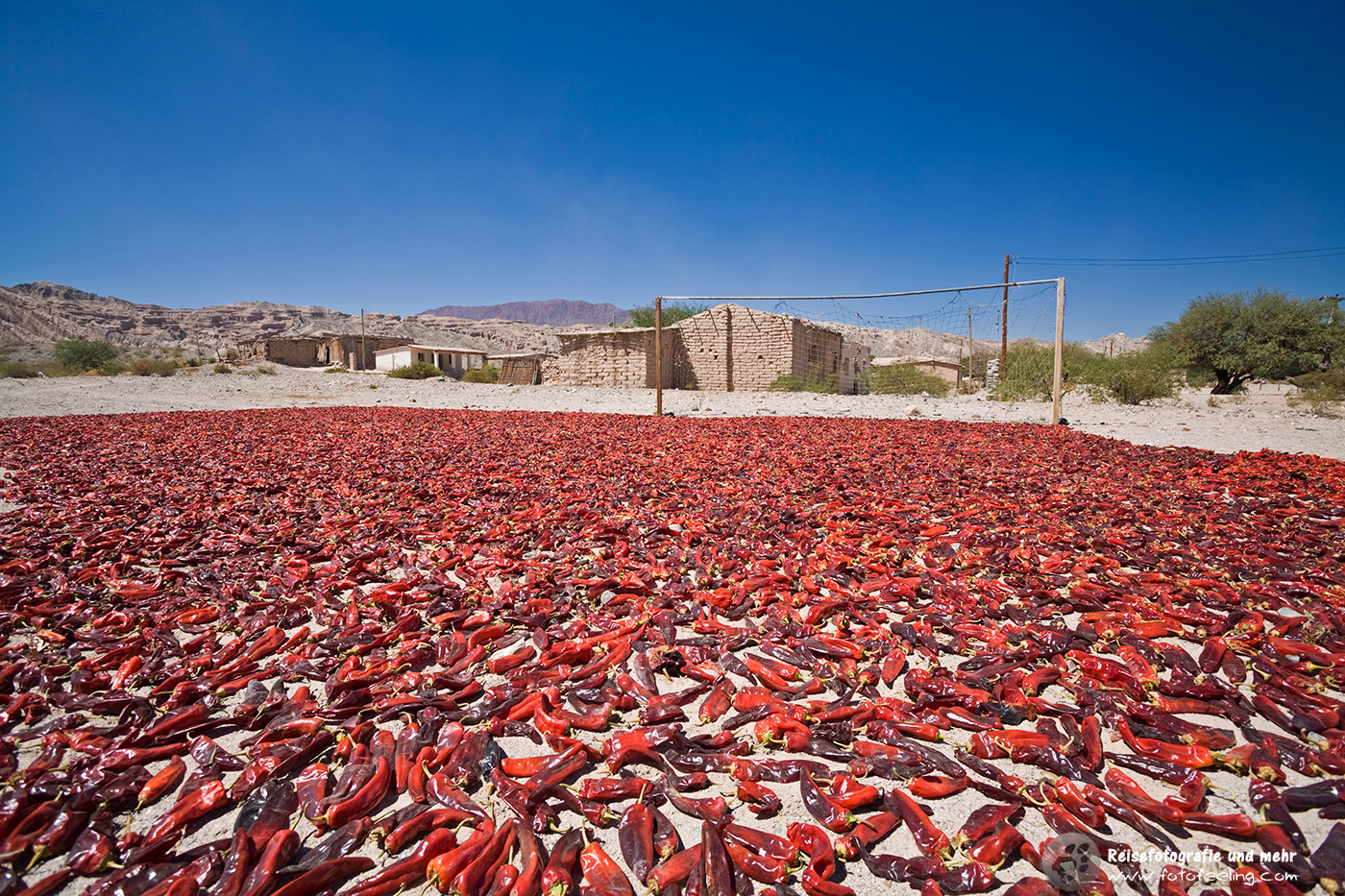 Zum Trocknen ausgelegte Paprika, Norden von Argentinien