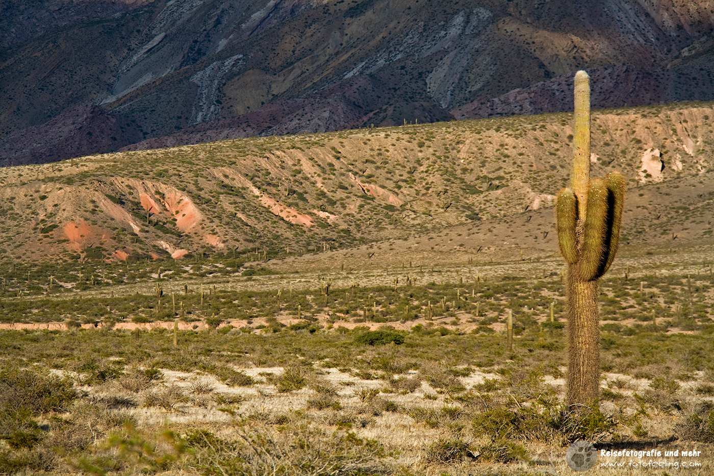 Cardon Kaktus (Pachycereus pringlei), Nationalpark Los Cardones