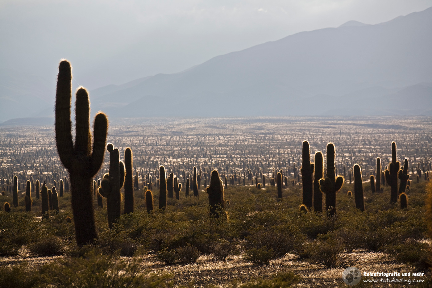 Cardon Kaktus (Pachycereus pringlei), Nationalpark Los Cardones