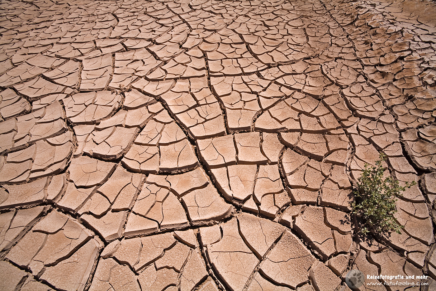 Ausgetrocknete Erde mit kleiner Pflanze