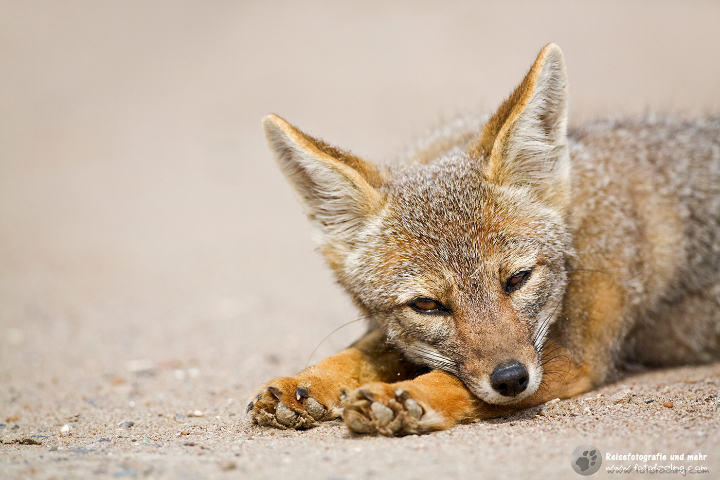 Argentinischer Kampfuchs (Pseudalopex griseus)