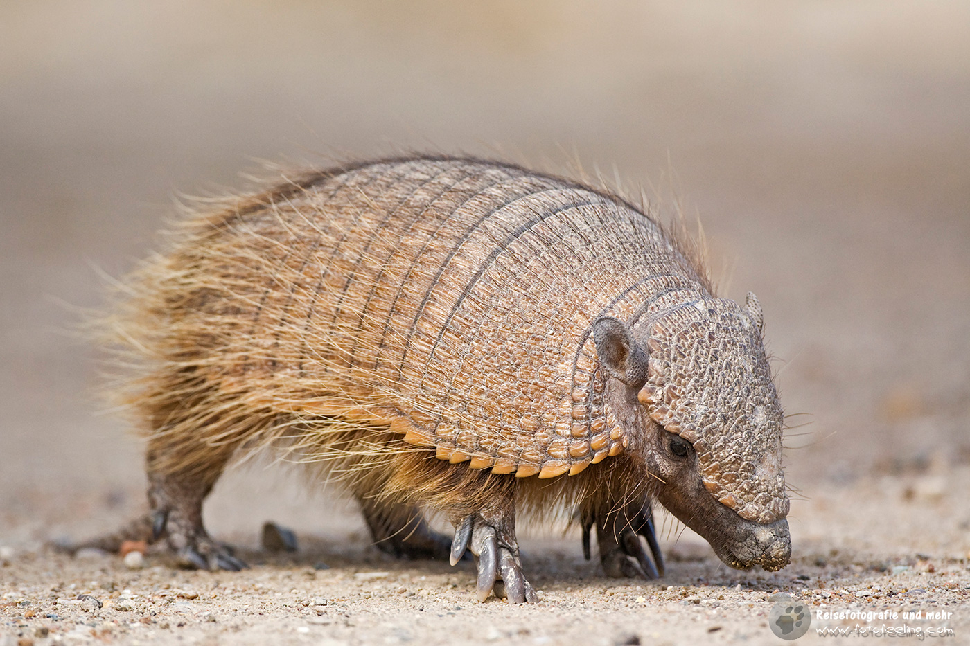 Gürteltier (Dasypodidae)