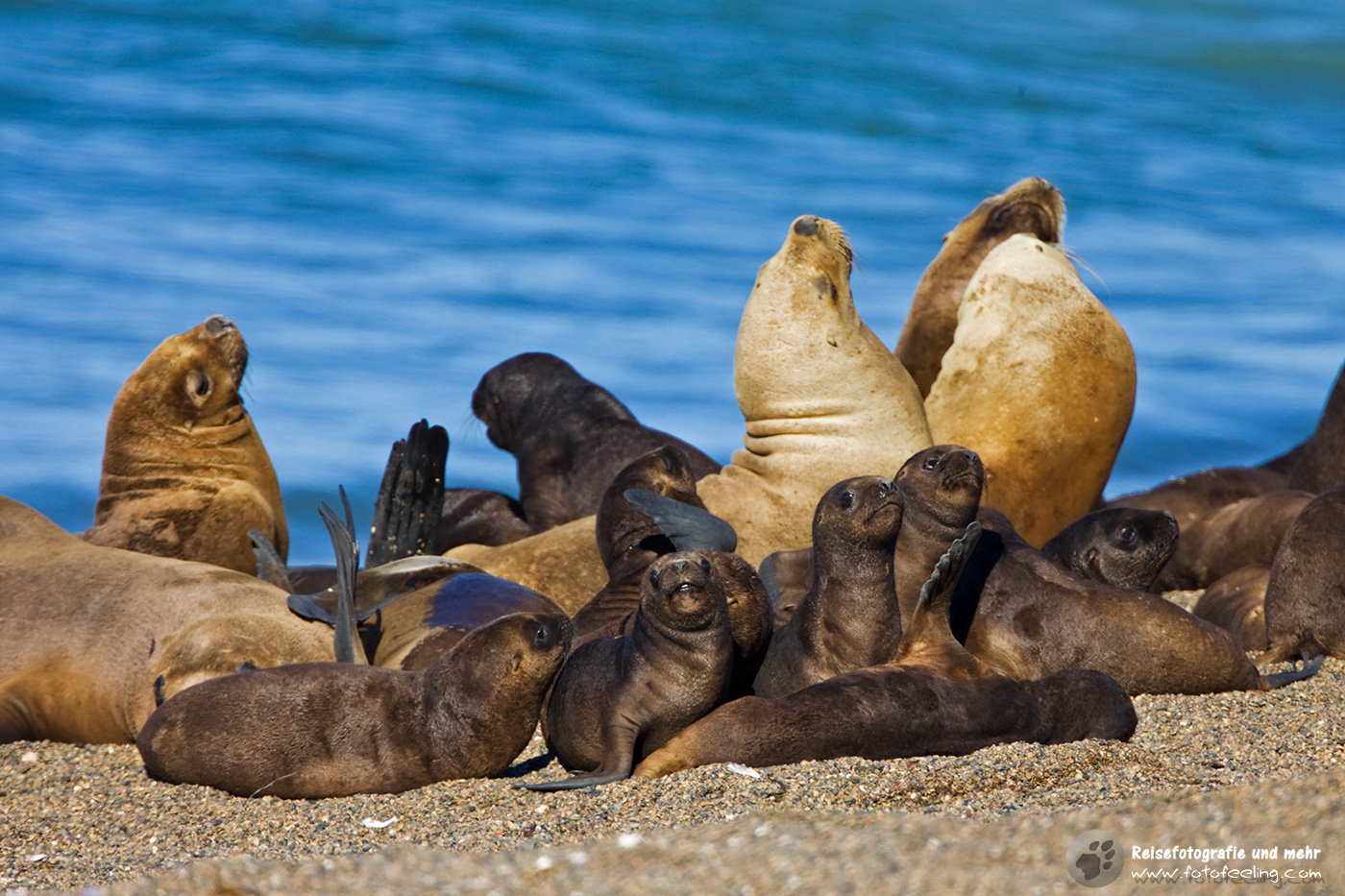 Seelöwenkolonie (Otaria flavescens) - Kinderstube