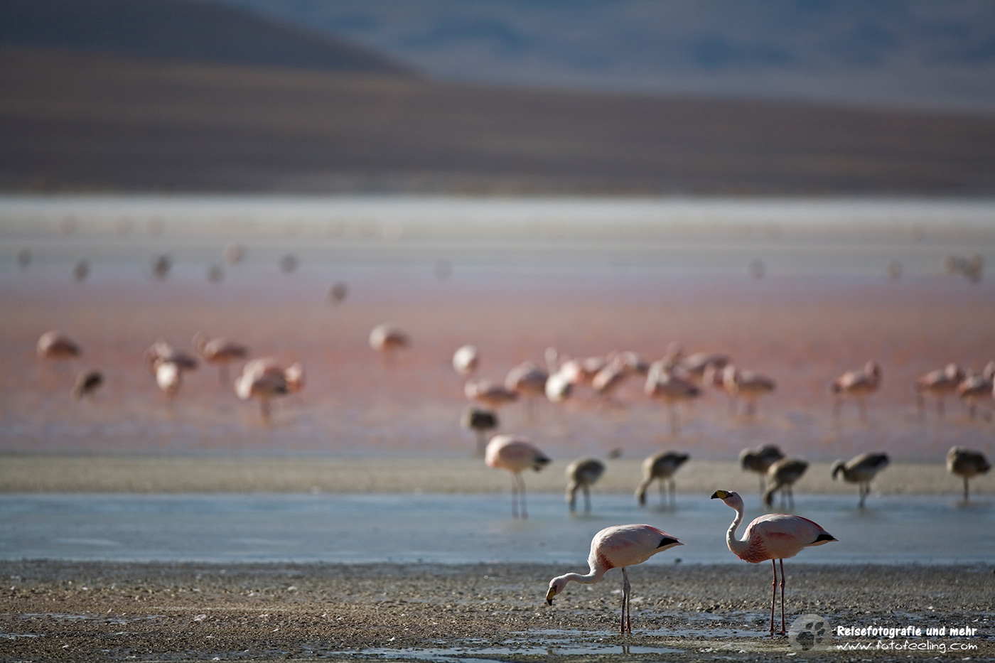 Flamingos (Phoenicoparrus) in der Lagune Laguna Colorada