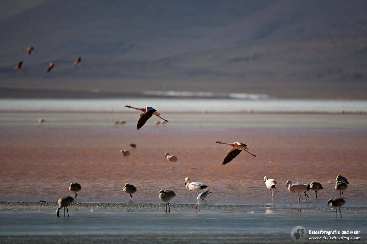 Flamingos (Phoenicoparrus) in der Lagune Laguna Colorada