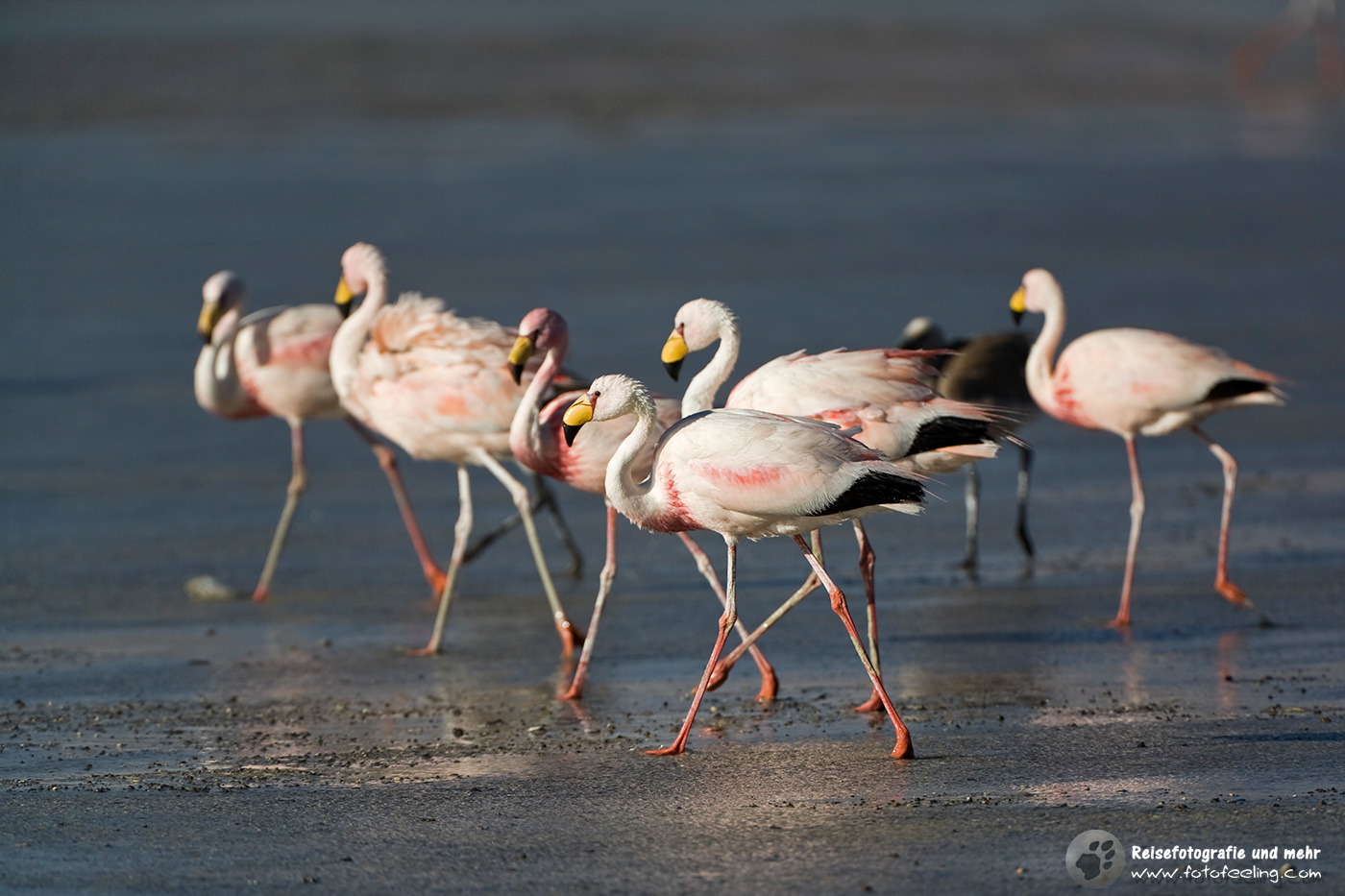 Flamingos (Phoenicoparrus) in der Lagune Laguna Colorada