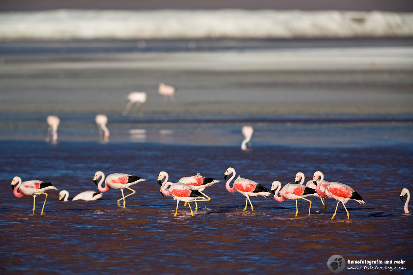 Flamingos (Phoenicoparrus) in der Lagune Laguna Colorada
