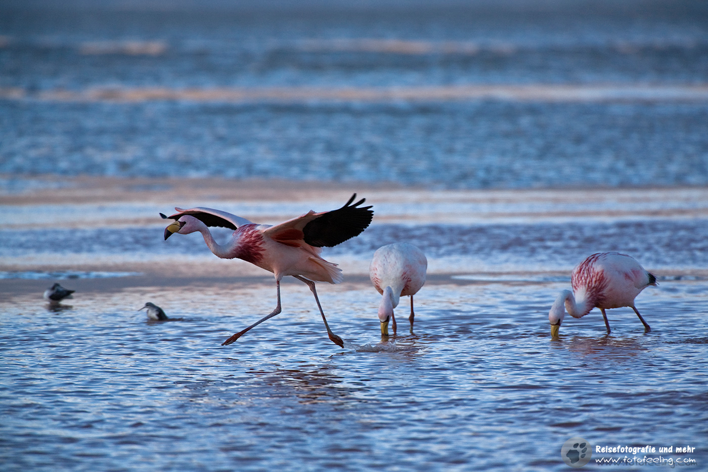 Flamingos (Phoenicoparrus) in der Lagune Laguna Colorada