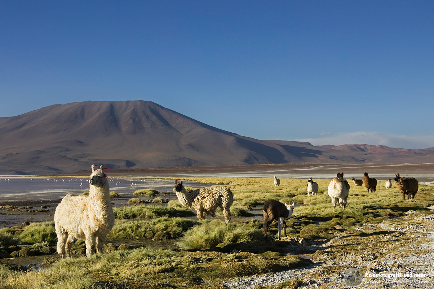 Lamas (Lama glama) in der Lagune Laguna Colorada
