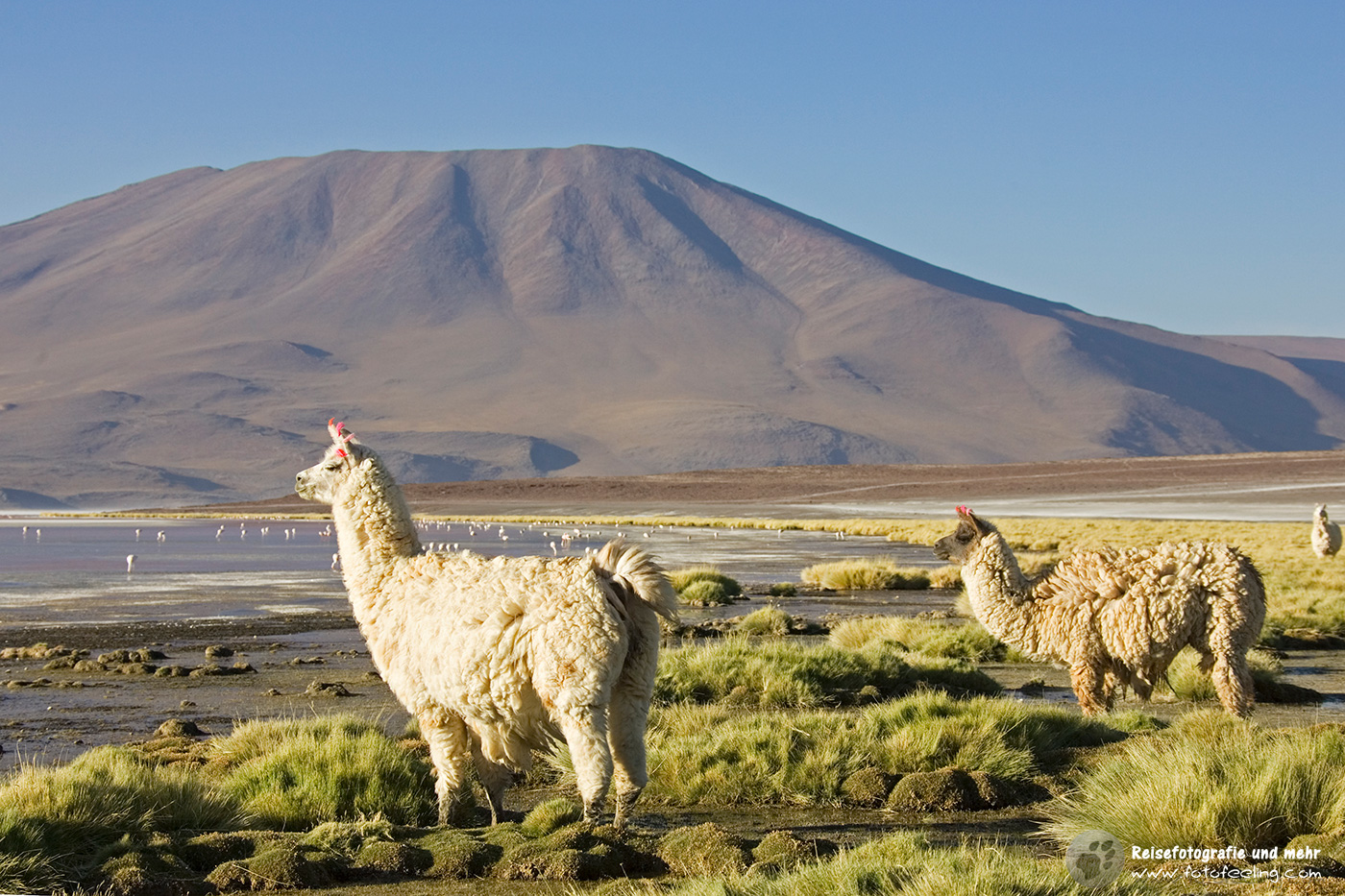 Lamas (Lama glama) in der Lagune Laguna Colorada