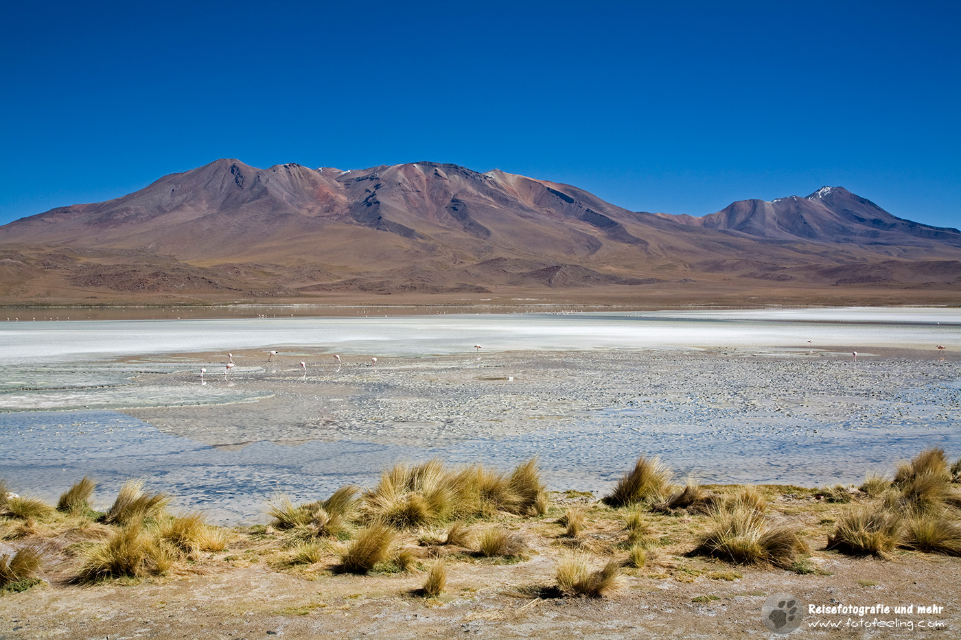 Lagune mit vielen Flamingos