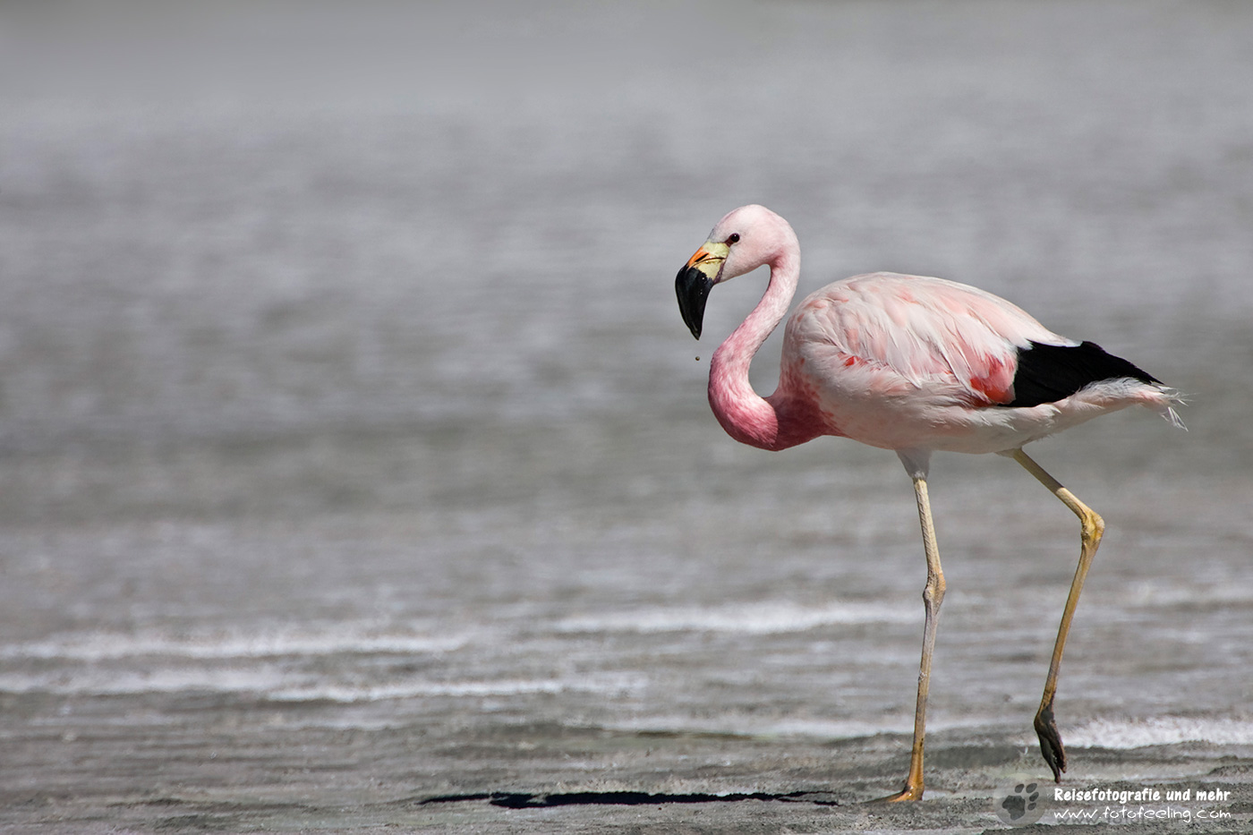 Flamingo (Phoenicoparrus)