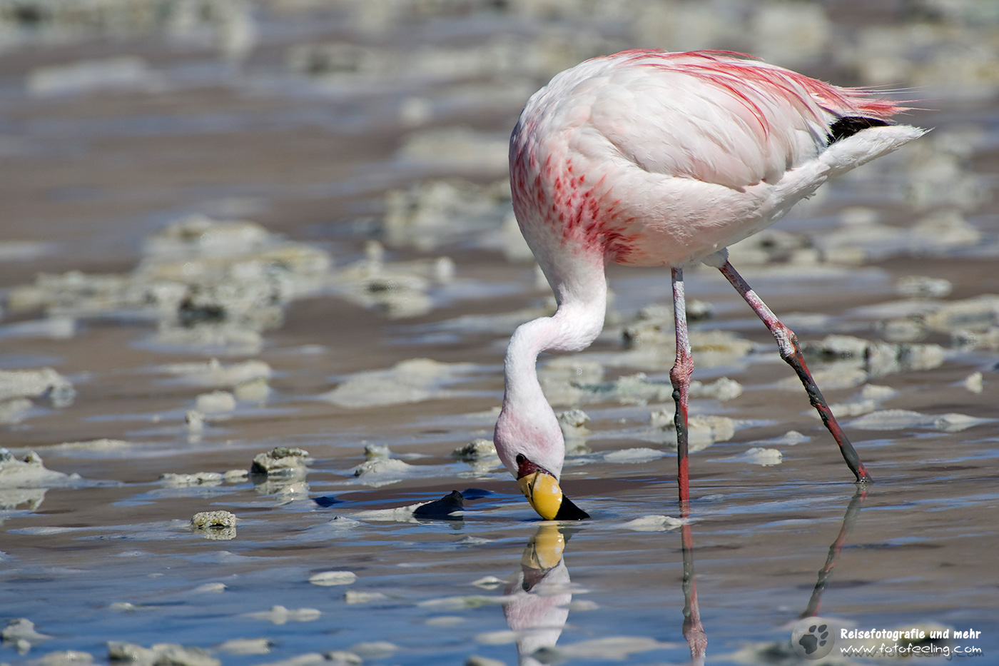 Flamingo (Phoenicoparrus) in einer Lagune