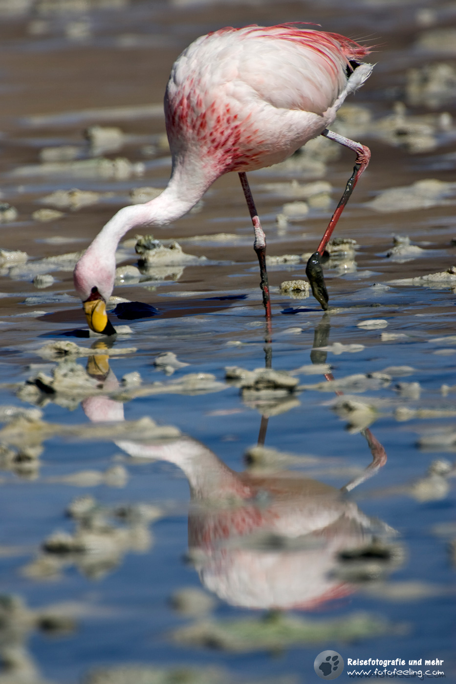Flamingo (Phoenicoparrus) in einer Lagune