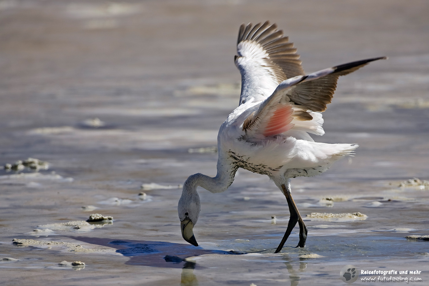 Flamingo (Phoenicoparrus)