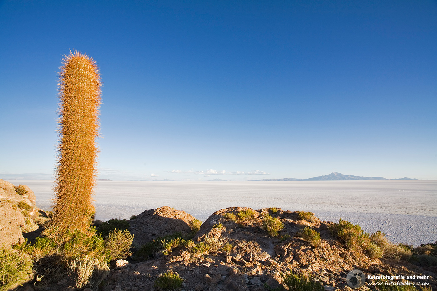 Kakteen auf der Insel Isla Incahuasi, Salzsee Salar de Uyuni