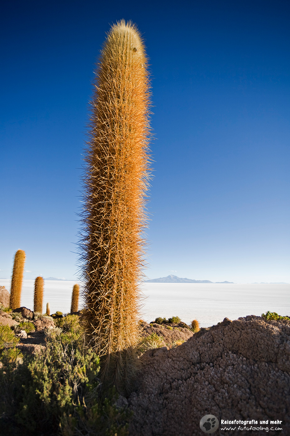 Kakteen auf der Insel Isla Incahuasi, Salzsee Salar de Uyuni